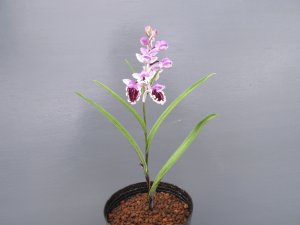 画像3: 羽蝶蘭選別花
