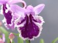 画像2: 羽蝶蘭選別花　(株立ち） (2)