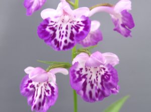 画像2: 羽蝶蘭選別花