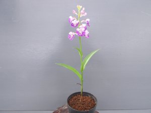 画像3: 羽蝶蘭選別花