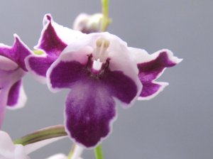 画像1: 羽蝶蘭選別花