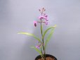 画像2: 羽蝶蘭選別花　（親子2本立ち） (2)