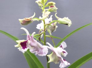 画像1: 羽蝶蘭選別花