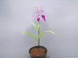 画像2: 羽蝶蘭選別花 (2)