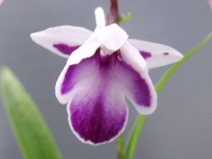 画像2: 羽蝶蘭選別花