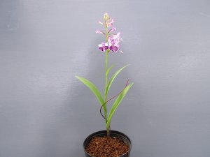 画像2: 羽蝶蘭選別花