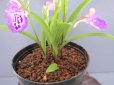 画像3: 羽蝶蘭選別花　(株立ち） (3)