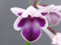 羽蝶蘭選別花