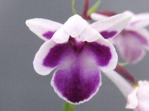 画像1: 羽蝶蘭選別花