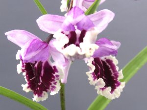 画像2: 羽蝶蘭選別花