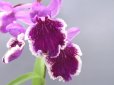画像1: 羽蝶蘭選別花 (1)