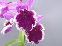 羽蝶蘭選別花