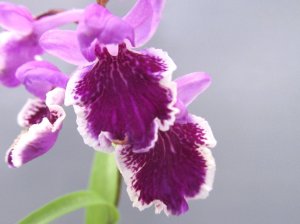 画像1: 羽蝶蘭選別花