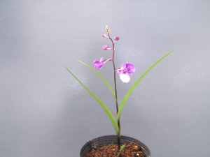 画像2: 羽蝶蘭選別花