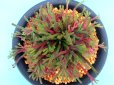 画像2: 紫炎龍　2.5Ｐ (2)