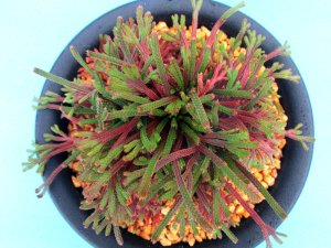 画像2: 紫炎龍　2.5Ｐ