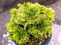 黄翠　2.5Ｐ