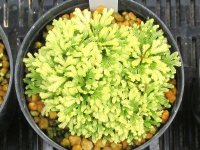 瑞金華　2.5Ｐ