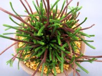 紫炎龍　2.5Ｐ