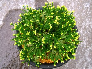 画像1: 光鳳　2.5Ｐ
