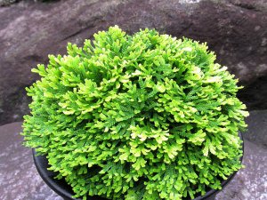 画像1: 龍神錦　2.5P