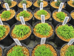 画像3: イワヒバ厳選苗