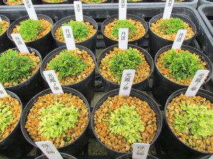 画像4: イワヒバ厳選苗