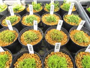 画像5: イワヒバ厳選苗