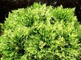 画像2: 金華山　2.5Ｐ (2)