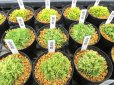 画像6: 今回の販売品全景
