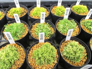 画像6: イワヒバ厳選苗