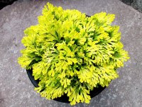 黄華　2.5Ｐ