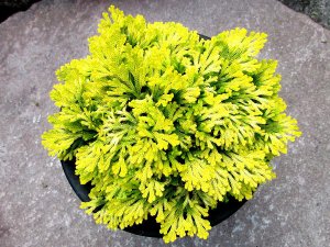 画像1: 黄華　2.5Ｐ