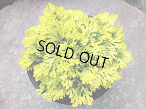 画像1: 黄華　2.5Ｐ