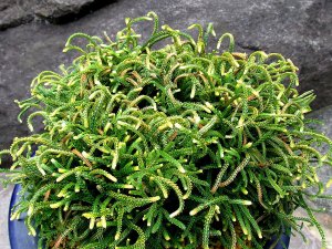 画像1: 龍神ノ舞　2.5Ｐ