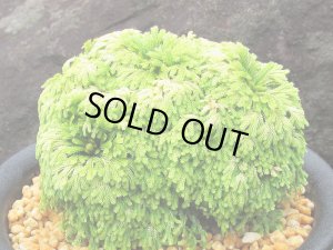 画像1: 金鶏　2.5Ｐ