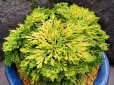 画像2: 鹿行　2.5Ｐ (2)