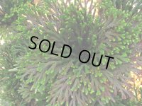 墨玉獅子　2.5Ｐ