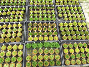 画像2: イワヒバ厳選苗