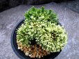 画像2: 金剛宝　2.5Ｐ (2)