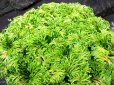 画像2: 近江大黄　2.5Ｐ (2)