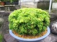画像1: 近江大黄　2.5Ｐ (1)