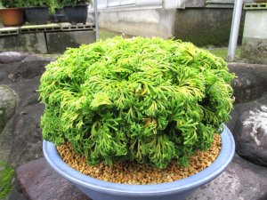 画像1: 近江大黄　2.5Ｐ