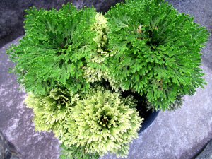 画像1: 織姫錦　2.5Ｐ