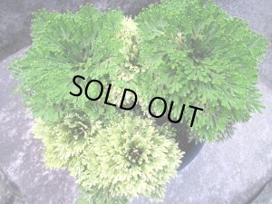 画像1: 織姫錦　2.5Ｐ