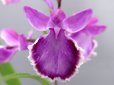 画像1: 羽蝶蘭選別花 (1)