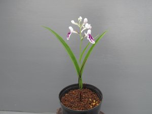 画像2: 羽蝶蘭選別花