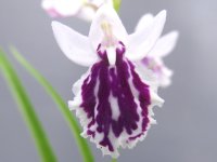 羽蝶蘭選別花