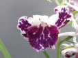 画像3: 羽蝶蘭選別花 (3)