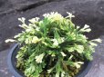 画像1: 尾張富士　（4.5号プラ） (1)
